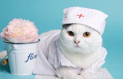 寵物醫療-寵物展